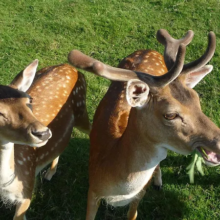 Waldgasthof & Am Sauwald Ξενοδοχείο Tannenberg